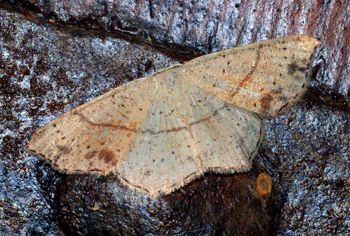 Geometridae da conf. - Cyclophora (Codonia) punctaria